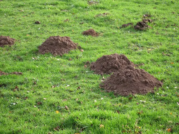 Viele Maulwurfshügel auf einem grünen Rasen
Rollrasen verlegen
