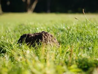 Maulwurf bekämpfen hügel