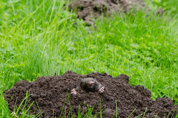 Maulwurfgitter kaufen