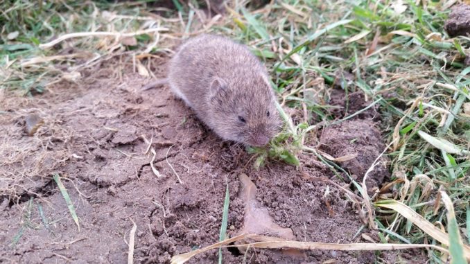 Maulwurf oder Wühlmaus im Garten? Maulwurfexperte
